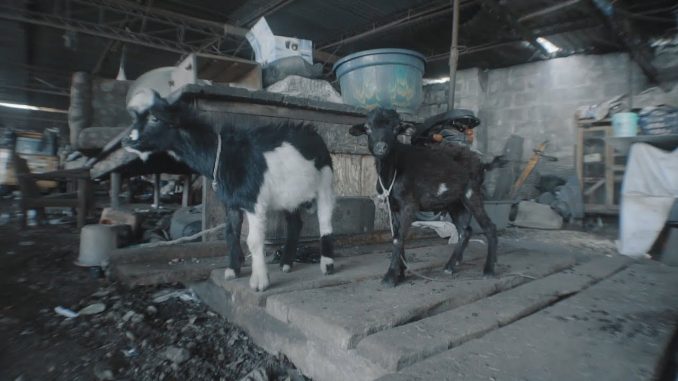 Video: Vector – Your Biology is Sending You To Hell (Pain & Depression)